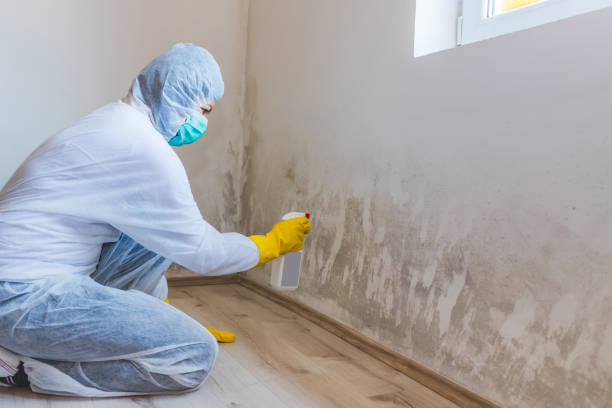 Licensed Basement Mold Removal service in Lawrence Township, NJ - WQB Mold Removal