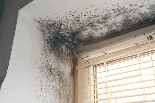 Affordable Basement Mold Removal solutions in Lawrence Township, NJ